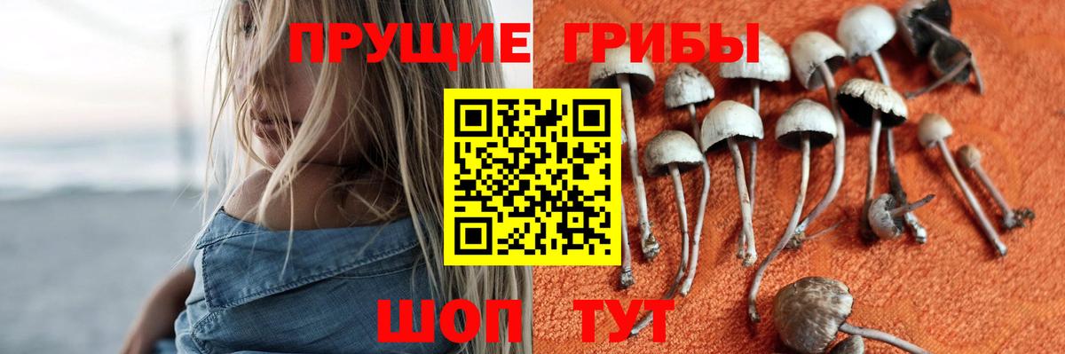 Медногорск  Псилоцибиновые грибы GOLDEN TEACHER  где найти   Вход с VPN  Псилоцибиновые грибы Psilocybe 